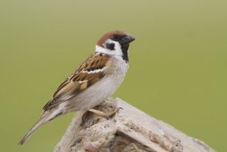 Eurasian Tree Sparrow - Feldsperling - Passer montanus ssp. montanus, adult, Kazakhstan
