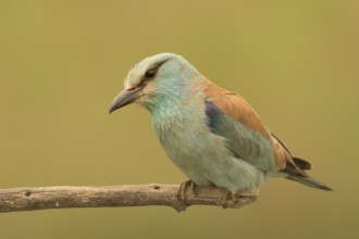 European Roller (Coracias garrulus) female perched on a branch, Serbia
