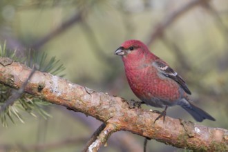 Pine Grosbeak - Hakengimpel - Pinicola enucleator, Finland, adult male