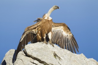 Griffon Vulture (Gyps fulvus), Mallorca, Spain