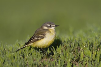 Sykes Wagtail - Schafstelze - Motacilla flava ssp. beema, Kazakhstan, adult female
