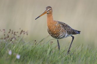 Black-tailed Godwit (Limosa limosa) walking in marsh, Texel, Netherlands