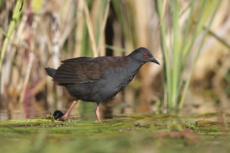 Spotless Crake (Porzana tabuensis), Victoria, Australia