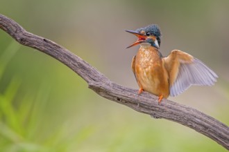 Common Kingfisher (Alcedo atthis) female calling, Saxony-Anhalt, Germany