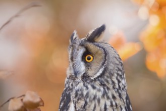 Long-eared Owl (Asio otus) captive, Bavaria, Germany