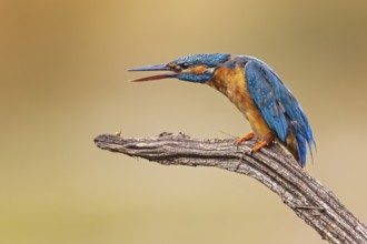 Common Kingfisher (Alcedo atthis) female calling, Saxony-Anhalt, Germany