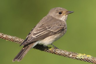 Spotted Flycatcher (Muscicapa striata), Peniche, Portugal