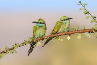 Green Bee-eater (Merops orientalis) pair, Eilat, Israel