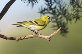 Eurasian Siskin (Spinus spinus) male perched on a branch, Eilat, Israel