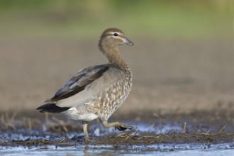 Maned Duck (Chenonetta jubata) female, Victoria, Australia