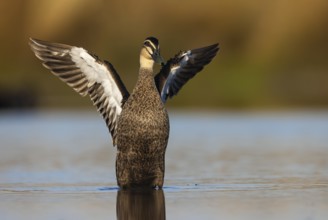 Pacific Black Duck (Anas superciliosa) flapping, Victoria, Australia