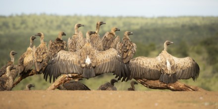 White-backed Vulture (Gyps africanus) group, South Africa