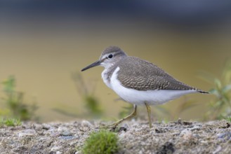 Common Sandpiper (Actitis hypoleucos), North Rhine-Westphalia, Germany