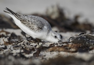 Sanderling (Calidris alba) foraging, Schleswig-Holstein, Germany