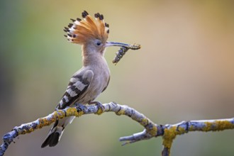 Eurasian Hoopoe (Upupa epops) with food in beak, Saxony-Anhalt, Germany