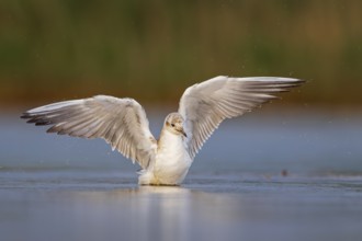 Black-headed Gull (Chroicocephalus ridibundus) juvenile flapping, Saxony-Anhalt, Germany