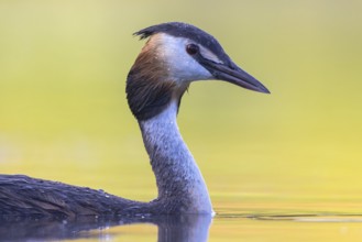Great Crested Grebe (Podiceps cristatus), North Rhine-Westphalia, Germany