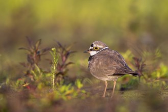 Little Ringed Plover (Charadrius dubius), North Rhine-Westphalia, Germany