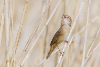 Rohrschwirl, Locustella luscinioides Savi's, warbler, Locustella luscinioides