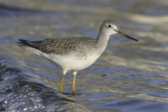 Greater Yellowlegs (Tringa melanoleuca), British Columbia, Canada