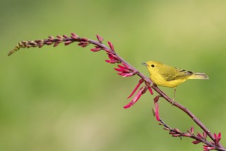 American Yellow Warbler (Setophaga aestiva) perched on a branch, Texas, USA