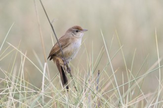 Spinifexbird (Megalurus carteri) perched on a stalk, Queensland, Australia