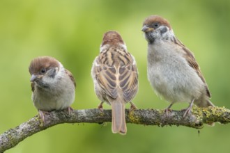 Eurasian Tree Sparrow (Passer montanus) juveniles perched on a branch, Lower Saxony, Germany