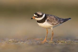 Common Ringed Plover (Charadrius hiaticula) foraging, Poland
