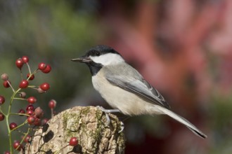 Carolina Chickadee Parus carolinensis Osage Hills State Park, Bartlesville, Oklahoma 1 December