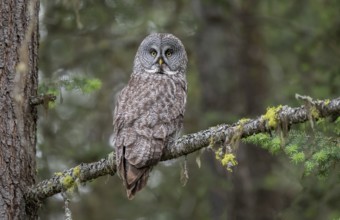Great Grey Owl (Strix nebulosa) perched on a branch, British Columbia, Canada