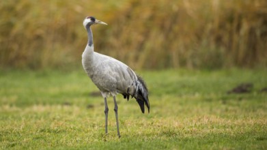 Common Crane (Grus grus), Mecklenburg-Western Pomerania, Germany