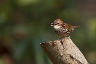 Puff-throated Babbler (Pellorneum ruficeps shanense), Yunnan, China