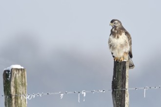 Mit langen Hals... Mäusebussard *Buteo buteo* nutzt im Winter einen Weidepfahl zur Ansitzjagd