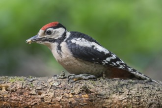 Great Spotted Woodpecker (Dendrocopos major) juvenile, Lower Saxony, Germany