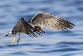 White-eyed Gull (Ichthyaetus leucophthalmus) flying, Eilat, Israel
