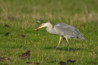 Grey Heron (Ardea cinerea) with mouse prey, North Rhine-Westphalia, Germany