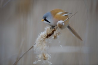 Bearded Reedling (Panurus biarmicus) male feeding on cattail seed, Thuringia, Germany