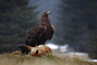 Golden Eagle, feeding on kill Red Fox in the forest during the rain