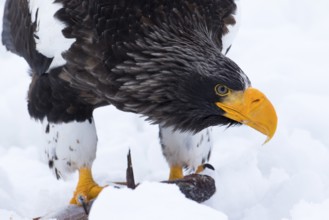 Steller's Sea Eagle (Haliaeetus pelagicus) feeding on a fish in the snow, Hokkaido, Japan