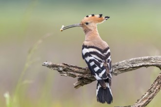 Eurasian Hoopoe (Upupa epops) with food in beak, Subotica, Serbia