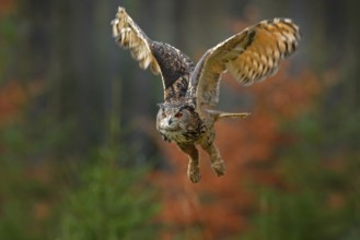 Flying Eurasian Eagle Owl, Bubo bubo, with open wings in forest habitat, orange autumn trees.