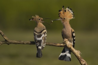 Eurasian Hoopoe (Upupa epops) pair passing food, Subotica, Serbia