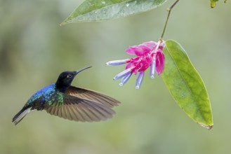 Velvet-purple Coronet (Boissonneaua jardini) flying while feeding at a flower in Colombia, South