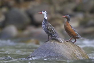 Torrent Duck (Merganetta armata) pair perched on a stone, Machu Piccu Area, Peru