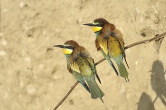 European Bee-eater (Merops apiaster), Austria