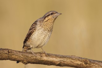 Eurasian Wryneck (Jynx torquilla), Baden-Wuerttemberg, Germany