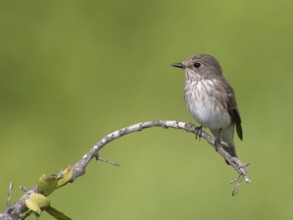 Spotted Flycatcher (Muscicapa striata), South Africa