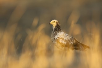 Egyptian Vulture (Neophron percnopterus), Castile-La Mancha, Spain