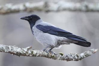 Hooded Crow (Corvus cornix), Hordaland, Norway