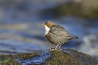 White-throated Dipper (Cinclus cinclus), Carinthia, Austria